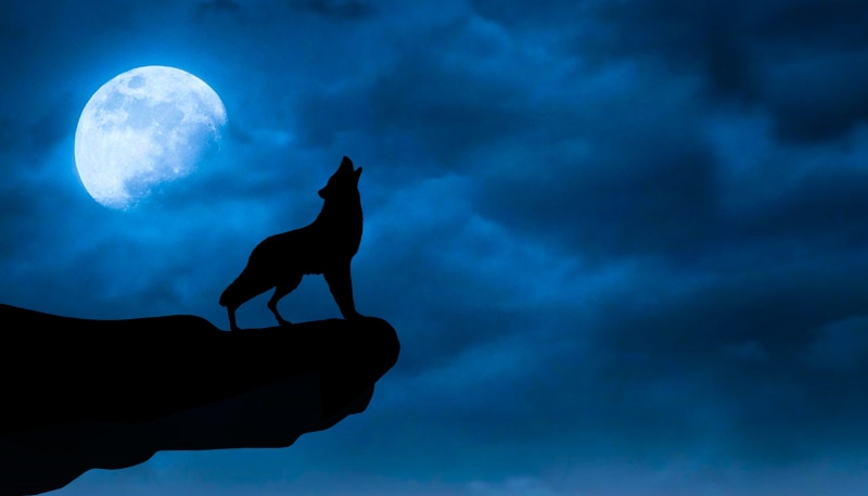night, horror, landscape, animal wildlife, sky, black, mammal, 2K, one animal, animal themes, photo, domestic, cloud, nature, animal representation, light