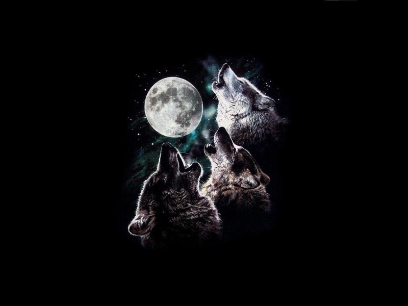 animals, howling, wolf, trio, stars, hd, 720P, wolves, sky, moon, night, three