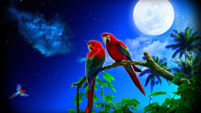 parrot, full moon, moonlight, macaw, couple, branch, night, stars, 1080P, bird, nature, tree, fantasy art, starry night, night sky, moon, organism, sky