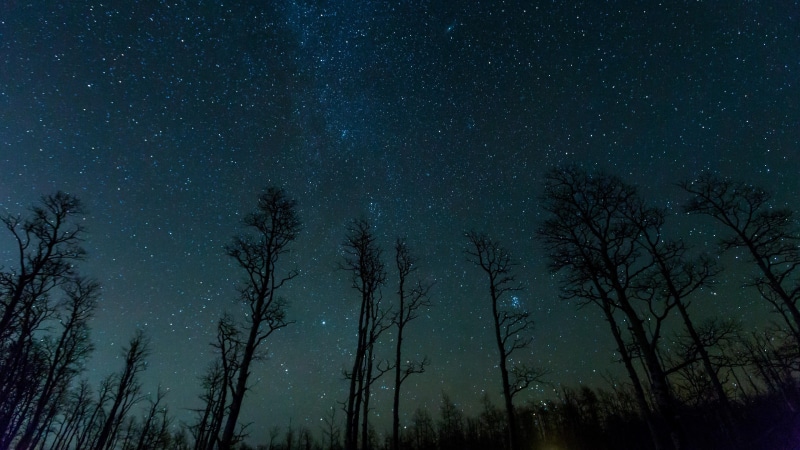 silhouette, tree, stars, darkness, night, 4K, starlight, night sky, sky, forest, starry sky, starry, astronomy