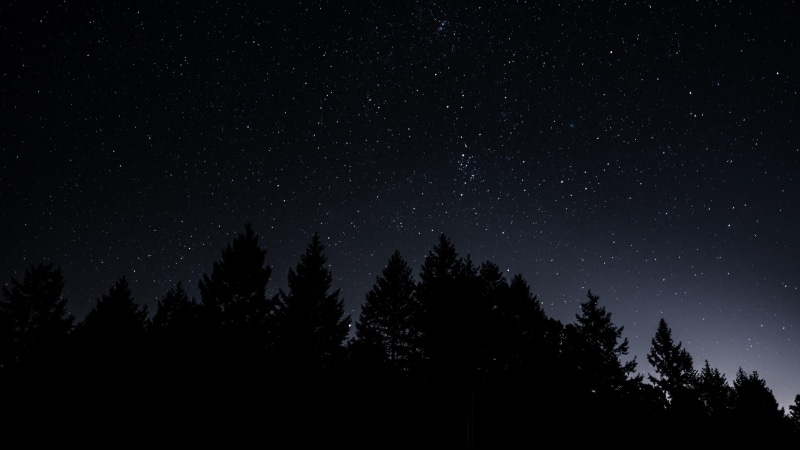 forest, infinity, 4K, scenics - nature, plant, no people, star, galaxy, night, tranquility, night sky, tree, nature, starry night, darkness, space, low angle view