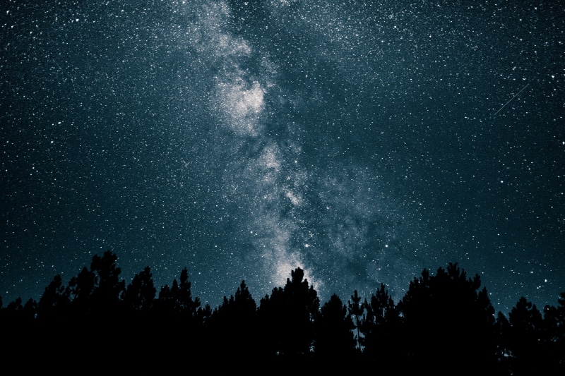 plant, dark, stars, scenics - nature, astronomy, space and astronomy, milky Way, star, 4K, black Color, tree, galaxy, low angle view, star Field, nature