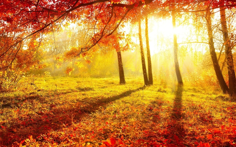 Red, Leaves, Forest, Trees, photo, Sun, daytime, Rays, Beautiful, Grass, 2K, Autumn