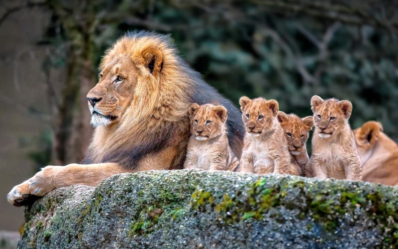 nature, rock, animal themes, lions, no people, animal, mammal, 1080P, solid, cat, carnivora, vertebrate, baby animals, baby, day, feline, animal wildlife