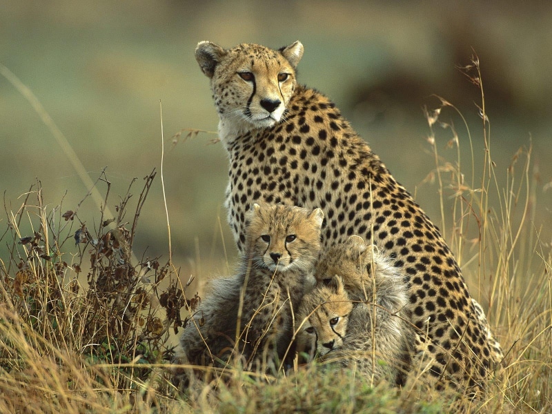 cheetahs, feline, cheetah, animal wildlife, two animals, Animals, relaxation, group of animals, animal, undomesticated cat, animal family, 720P, plant