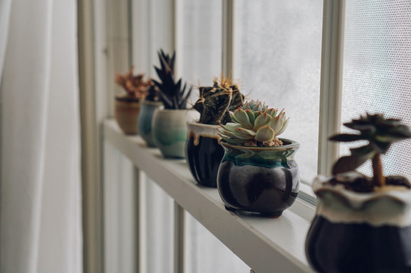 house plants, flower head, 5K, cacti, flower, home interior, flowering plant, glass - material, vase, flower pot, day, nature, cactus, no people, aesthetic