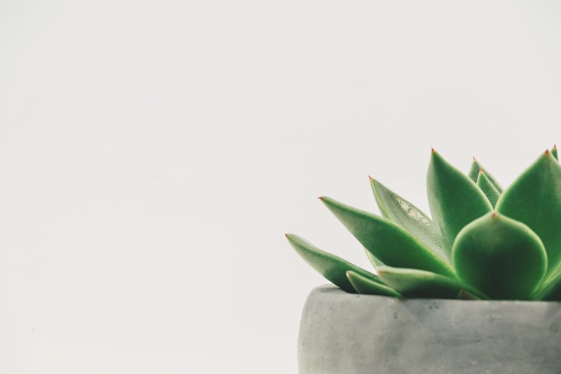 green Color, minimalist, plant part, pot, thorn, care, cut out, copy space, studio shot, medicine, minimal, flower Pot, 5K, freshness, botanical, food and drink