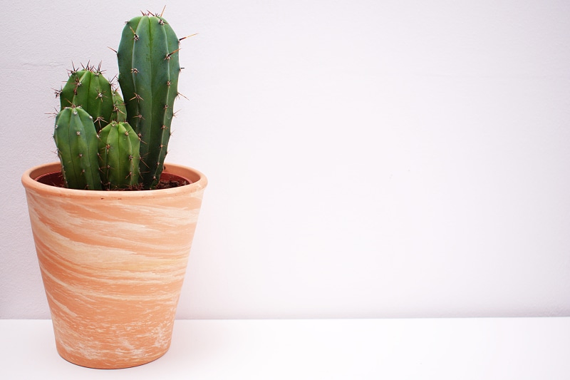 plant, healthy eating, green color, 5K, vegetable, herb, freshness, close-up, vase, cactus, brown, prickly, food, flower pot, growth, nature, potted plant