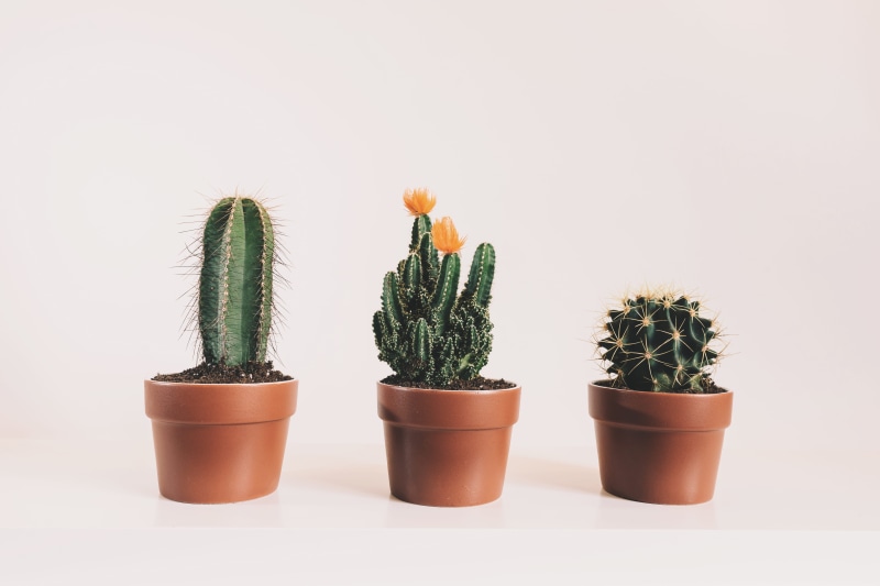 cactus flower, indoor plants, indoors, studio shot, no people, plant, growth, cactus plant, cacti, potted plants, succulent plant, spiky, houseplants, flower pot