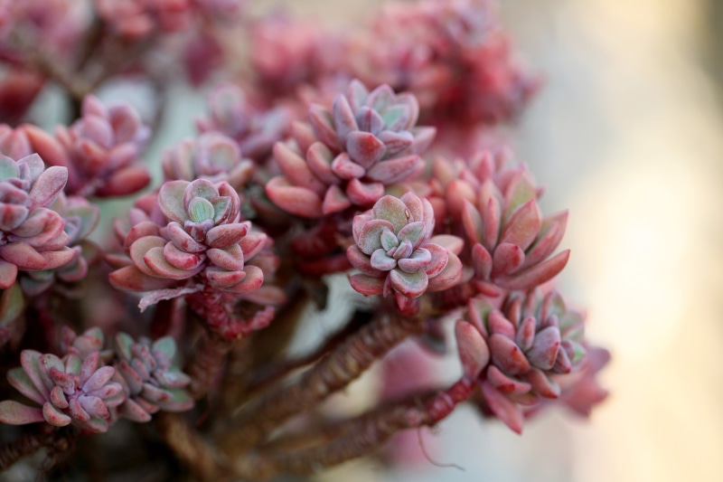 green, vulnerability, growth, focus on foreground, mini potted, garden, affix, fragility, flower head, inflorescence, plant, fleshy in this, plants, purple