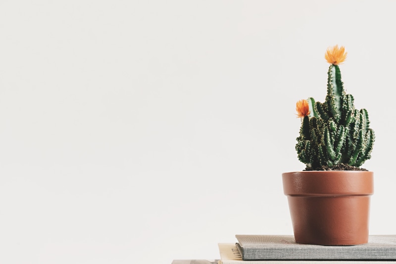 flower, christmas, book, nature, green, celebration, potted, 5K, stack, white background, growth, table, plant, green color, flowers, no People, studio shot