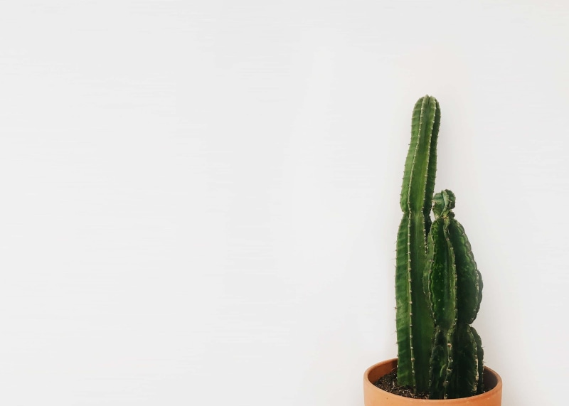 freshness, cactus plant, unrecognizable person, human finger, 2K, wellbeing, cactus, food, green color, holding, human body part, studio shot, hand, copy space