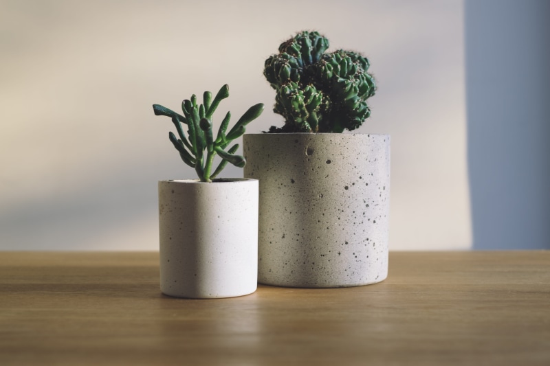 photography, green, two, concrete, green color, table, cactu, flower pot, food, cacti, herb, 4K, day, cactus, healthy eating, wood - material, no people