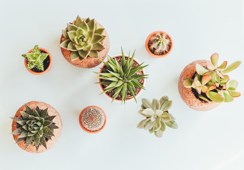 2K, nature, high angle view, growth, still life, food and drink, potted plant, indoors, studio shot, food, freshness, healthy eating, plant, succulent plant