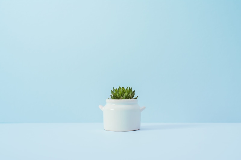 cut out, ceramic, indoors, small, nature, succulent, studio shot, 5K, blue background, vase, herb, no People, freshness, green Color, white, potted Plant