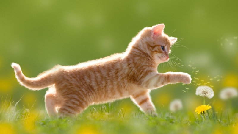 fun, short haired cat, cute, cat, grass, whiskers, kitten, little cat, flower, kitty, domestic cat, play, mammal, dandelion, 4K, playing