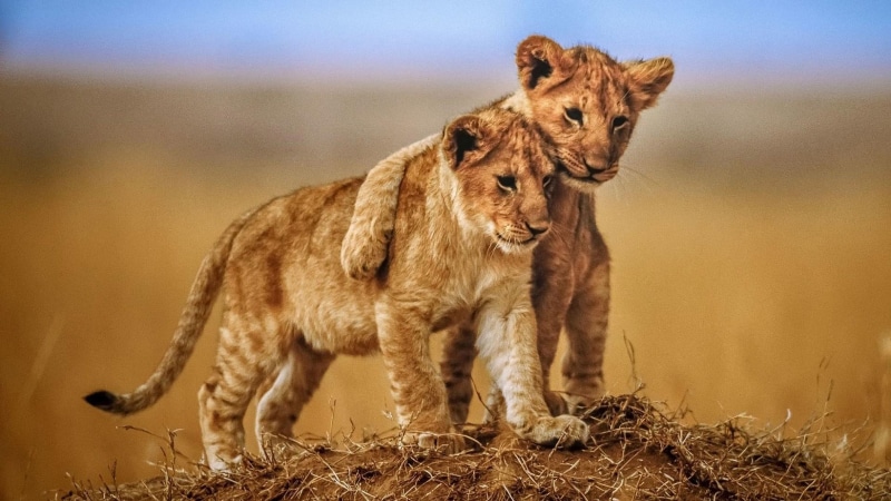 mobile, brotherly, animals in the wild, tablet, no people, phones, group of animals, female animal, animals, love, cat, photo, lion - feline, laptop, hd