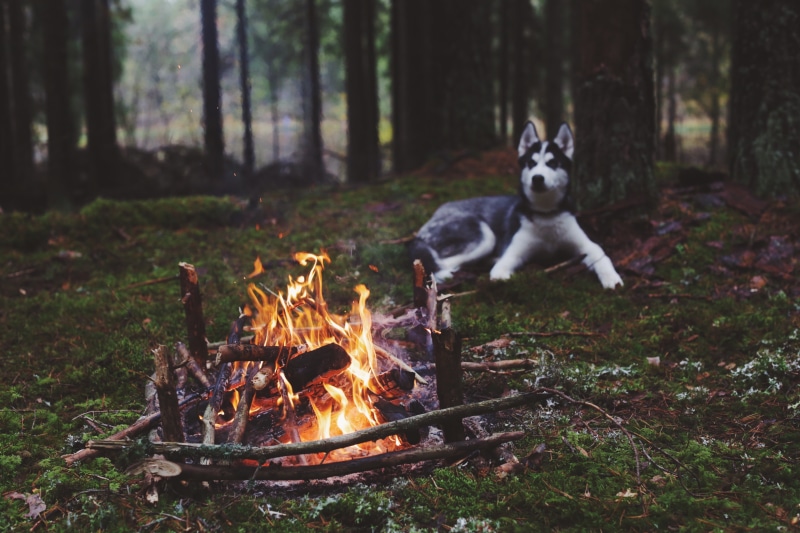 heat - temperature, white, mammal, husky, fire - natural phenomenon, Siberian Husky, wood, dog, tree, plant, siberian, woodland, domestic animals, animals