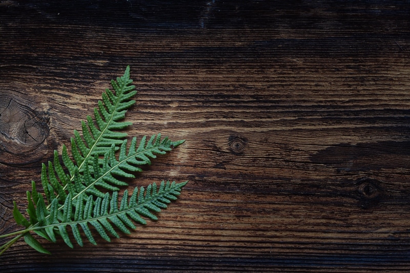 full frame, 1080P, wooden, green, directly above, growth, day, close, close-up, wood, green color, pattern, plant part, top, textured, small fern, negative space