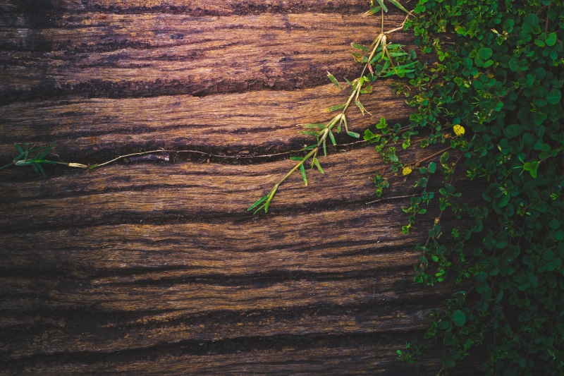 creeper plant, blank, grunge, selective focus, retro, texture, wooden, greeting, flora, vibrant, design, detail, rusted, fence, plant, no people, empty