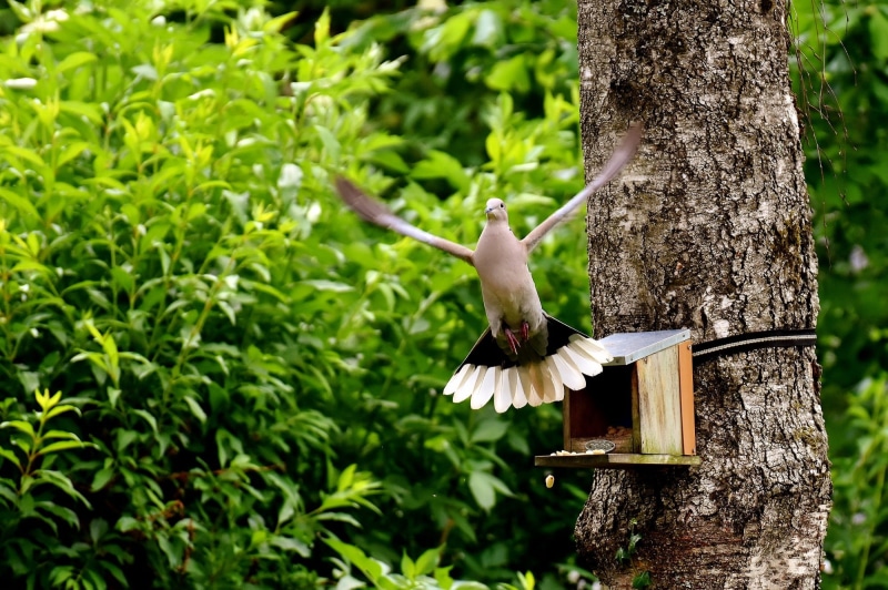 birds, dove, brown, animal themes, focus on foreground, spread wings, no people, trunk, day, flying, green color, 1080P, animal, tree trunk, gray, bird