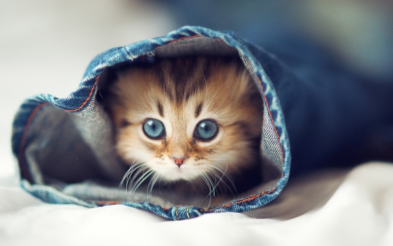 kitten, animal head, black, blue, portrait, vertebrate, animal, one animal, eyes, domestic, kittens, indoors, short, animal eye, bed, 1080P, domestic animals