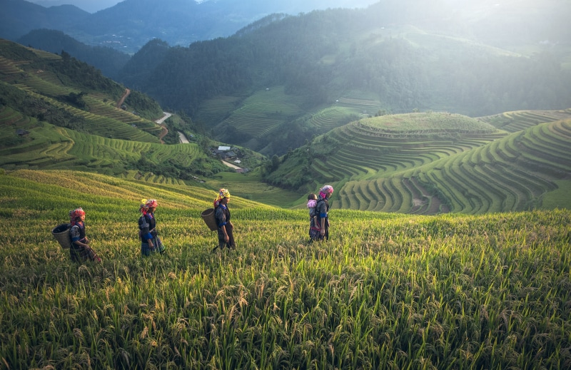 thailand, saigon, ecology, the balconies, to control, country malaysia, cambodia, laos, viet, land, garden, mountain, canyons, beauty in nature, rice paddy