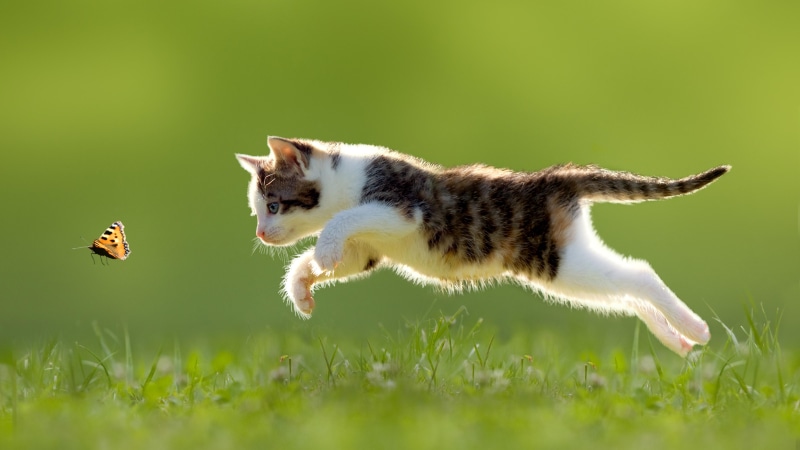 short haired cat, hunting, butterfly, 5K, kitten, play, cat, chasing, domestic cat, jump, chase, grass, hunt