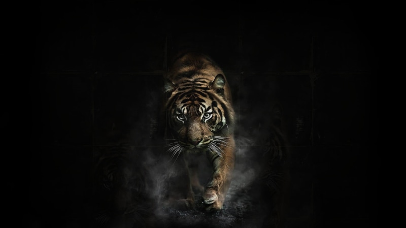 dark, animal head, portrait, one animal, whisker, animal body part, animals, cat, white tiger, animal themes, feline, aggression, indoors, animal wildlife