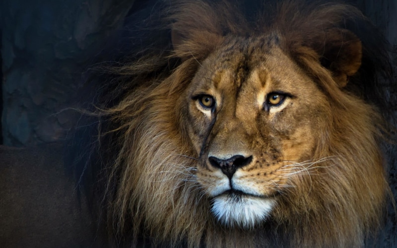 animal head, animal body part, male animal, 1080P, cat, vertebrate, lion, animals in the wild, one animal, whisker, safari, mammal, animal, feline, animal wildlife