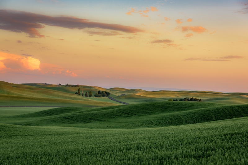 hill, farm, shallow, agriculture, wheat fields, Sunset, Eastern Washington State, rolling hills, rural Scene, empty, winding road, sky, plants, non-Urban Scene