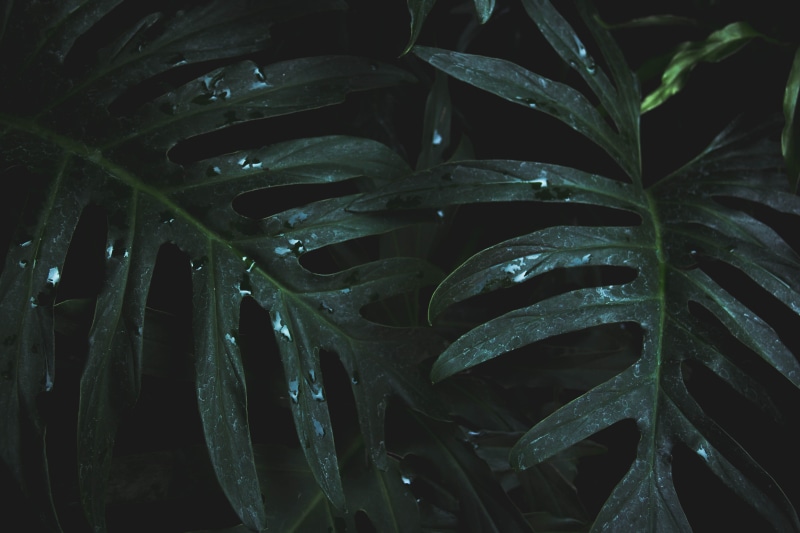 raindrop, beauty in nature, monstera, no people, plant, green color, outdoors, close-up, dew, full frame, high angle view, water, growth, lush, freshness