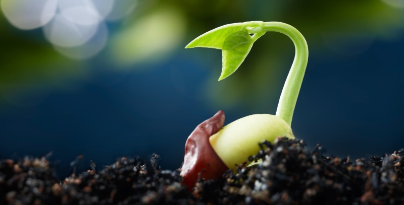 AMS, focus, selective, agriculture, growth, organic certification, Trade, Rural America, gardening, Ranchers, plant, Producers, rural communities, close-up