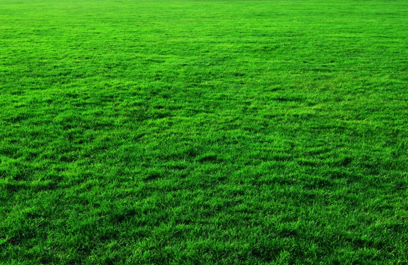 green Color, photos, beauty in nature, scenics - nature, environment, land, backgrounds, farm, grass, no People, agriculture, plant, day, landscape, clean
