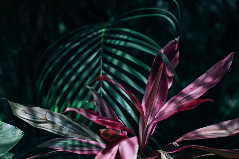 garden, close-up, decoration, leaves, houseplant, color, pink, shadows, green, linear, green color, flora, texture, leaf, vulnerability, design, outdoors