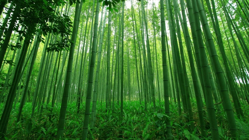 tranquil scene, growth, day, beauty in nature, outdoors, bamboo grove, 1080P, plant, forest, land, nature, tall - high, ecosystem, woodland, bamboo, jungle