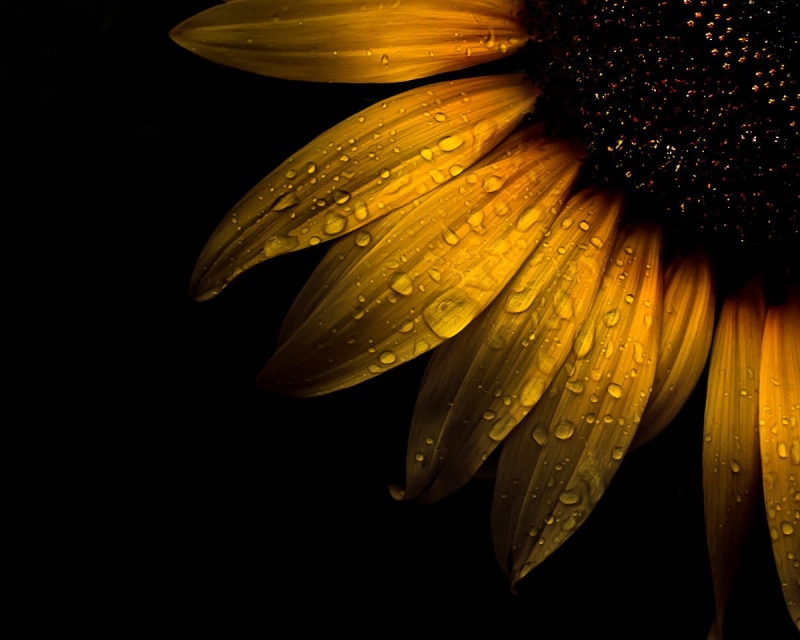liquid, outdoor, background, droplets, unique, decoration, dew, drops, macro, yellow, abstract, nature  one, I am Canadian, season, closeup, detail, beautiful