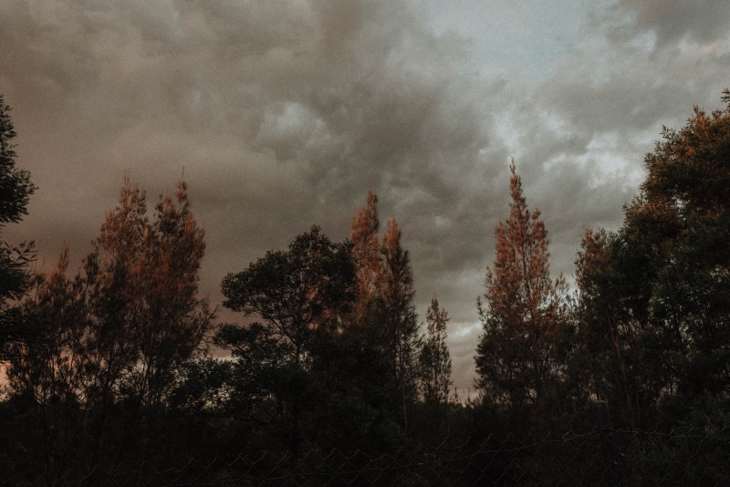 trees, tumblr, tranquility, landscape, silhouette, scenics - nature, sky, environment, plant, retro, aesthetics, nature, vintage, non-urban scene, growth