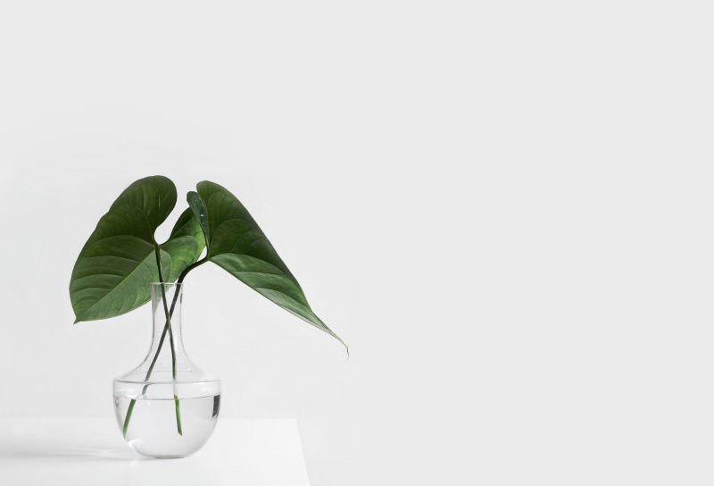 copy space, two, fragility, nature, leafed, leafe, plant, leaves, indoors, close-up, flower, white background, no People, vase, clear, beauty in nature