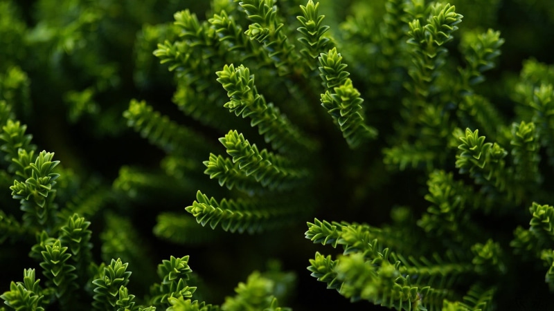spruce Tree, evergreen Tree, environment, forest, pine Tree, branch, lush Foliage, day, growth, season, herb, vegetable, fern, plant part, green Color