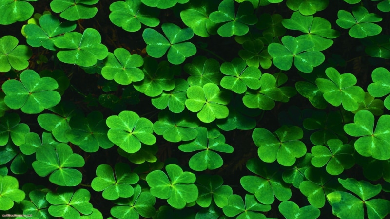 outdoors, no People, purity, close-up, summer, backgrounds, high angle view, vulnerability, st. Patricks Day, vibrant Color, Shamrock, full frame, plants