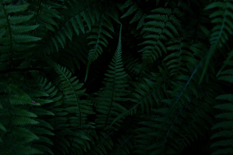 green, nature, leaves, plant, background, wood, flower, coniferous tree, day, outdoors, forest, texture, pattern, botany, backgrounds, wall, beauty in nature