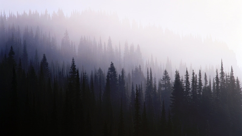 coniferous Tree, beauty In Nature, 1080P, spruce Tree, tranquility, mountain, land, pine Tree, no People, summer, outdoors, morning, winter, environment