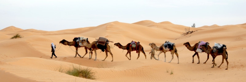 travel, medium group of animals, walking, nature, climate, working animal, dry, man, morocco, bedouin, camel, mammal, dromedary Camel, travel destinations