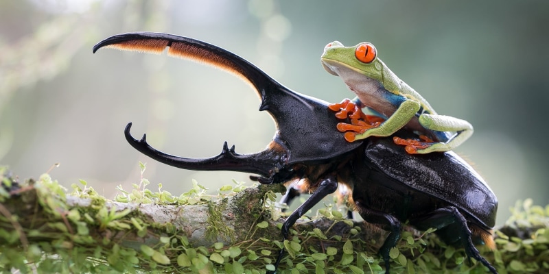 close-up, reptile, elephant, iguana, beetle, 1080P, aggression, brown, vertebrate, mouth open, green, branch, frog, insect, animal, plant, Red-Eyed Tree Frogs