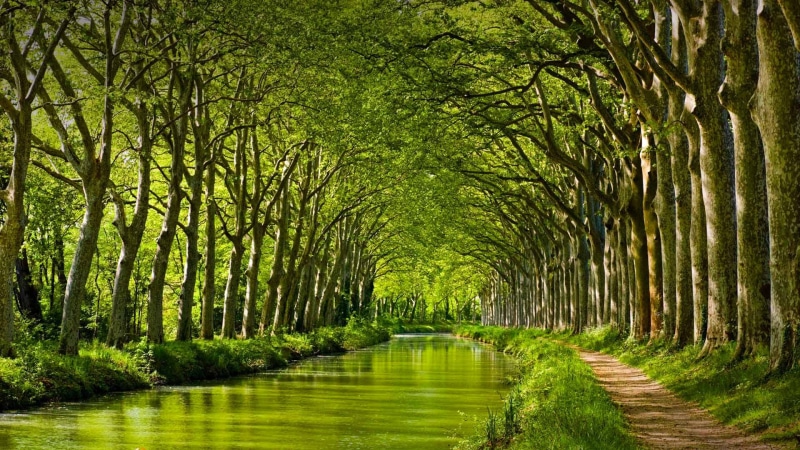tree, nature, scenics - nature, no people, the way forward, beauty in nature, France, branch, landscape, water, direction, land, trees, leaves, leafed