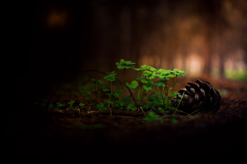 vulnerability, freshness, leaf, dark, beauty In Nature, focus, autumn, woodland, wood - Material, environment, forest, land, cones, photo, growth, nature