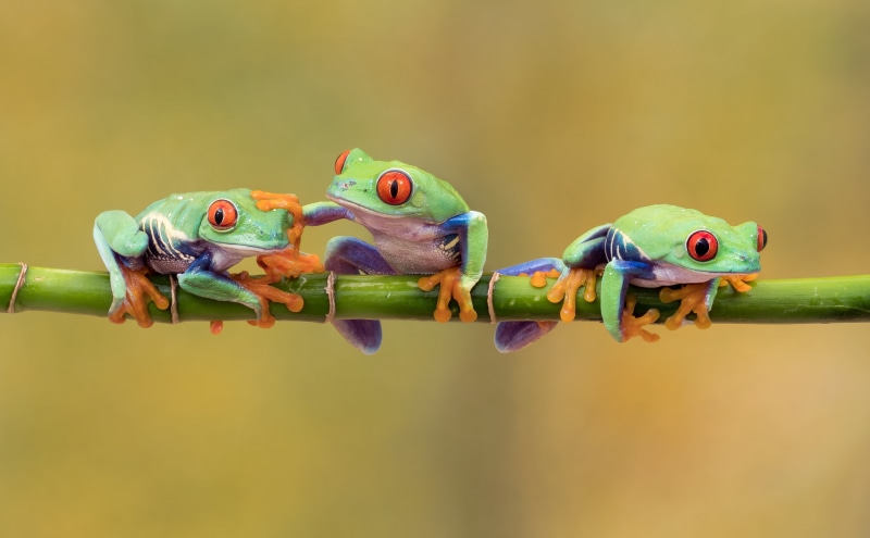 4K, frog, frogs, green Color, green, branch, animal, F2.8, nature, Red eyed tree frog, macro, captive, tree Frog, green frogs, Olympus  OMD EM1, Studio