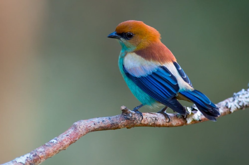 blue, Tangara preciosa, nature, blue bird, wildlife, yellow and blue, 480P, beak, animal, yellow, branch, bird, Chestnut-backed Tanager
