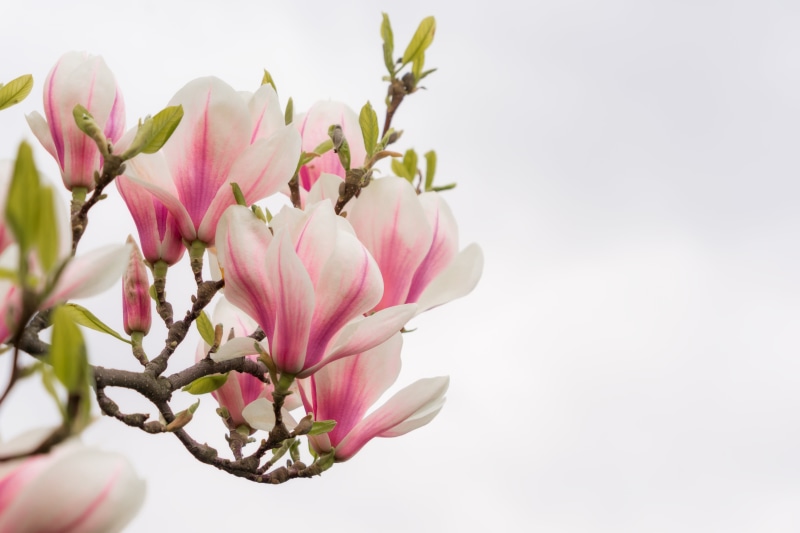 flower Head, pink Color, nature, white, petaled, 5K, petal, branch, blossom, freshness, prague  spring, flowers, plant, Magnolia, flower, springtime, pink